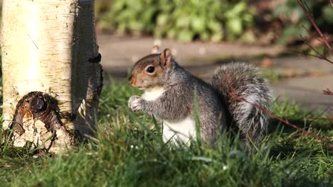 Grey-Squirrel-Rodent-Animal-Feeding-On-Ground-By-Silver-Birch-Tree