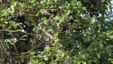 Palmenzibet-Mit-Kleinen-Zähnen-Arctogalidia-Trivirgata,-Gesehen-Im-Dickicht-Des-Fruchtbaums,-Der-Einen-Ast-Hinunterklettert-Und-Nach-Früchten-Greift,-Khao-Yai-Nationalpark,-Thailand
