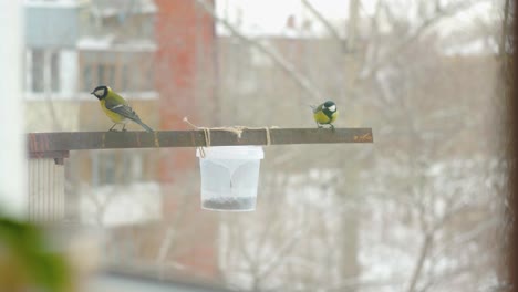 Titmouse-birds-getting-seeds-from-feeder-one-by-one-during-winter-in-Russia