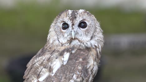 A-beautiful-tawny-owl-turns-his-head-to-stare-at-the-camera