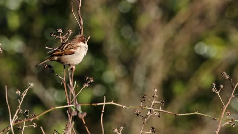 House-Sparrow-Male-Bird-Perched-On-Twigs-Preening-Copy-Space