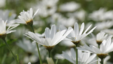Daisy--white-flowers-in-slight-breeze