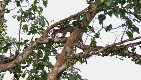 Small-toothed-Palm-Civet-Arctogalidia-trivirgata-tail-hanging-as-it-is-seen-behind-the-branch-of-the-fruiting-tree-then-moves-to-the-left-while-chewing-a-fruit-in-Khao-Yai-National-Park,-Thailand