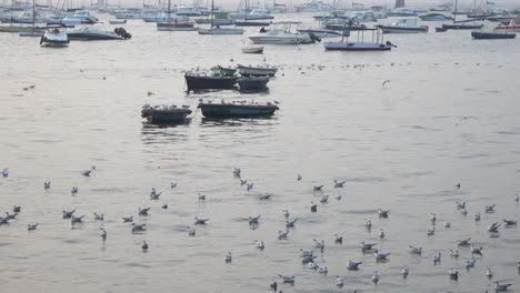 Möwenvögel,-Die-Morgens-Bei-Der-Flucht-Aus-Indien-Auf-Dem-Wasser-Schwimmen