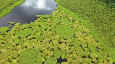 Cinematic-drone-shot-of-the-lush-foliage-growing-on-the-Amazon-River-in-Peru,-titling-up-slowly