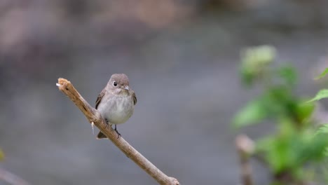 Asian-Brown-Flycatcher,-Muscicapa-dauurica-seen-on-a-twig-with-a-stream-in-the-background-looking-around-and-facing-to-its-left-early-the-morning-in-Khao-Yai-National-Park,-Thailand