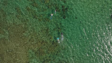 Vogelperspektive-Einer-Familie,-Die-Am-Anini-Beach,-Kauai,-Hawaii-Schwimmt