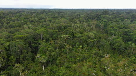 Drone-shot-of-lush-green-forest-and-trees-in-the-Amazon-rainforest-in-Peru