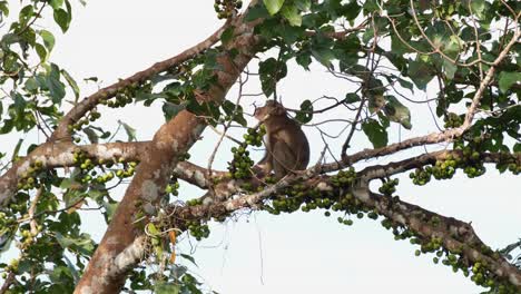 Northern-Pig-tailed-Macaque-Macaca-leonina-sitting-on-a-branch-of-a-fruiting-tree-eating-its-chosen-fruits-before-nigh-falls,-Khao-Yai-National-Park,-Thailand