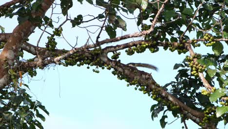 Finlayson's-Squirrel-or-Variable-Squirrel-Callosciurus-finlaysonii-seen-on-a-branch-of-a-fruiting-tree-eating-and-goes-away-towards-the-left-looking-for-something,-Khao-Yai-National-Park,-Thailand