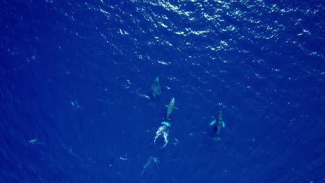 Aerial-view-capturing-a-pod-of-whales,-swimming-in-the-blue-water-of-Cabo,-Mexico