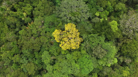 Aufsteigende-Drohnenaufnahme-Von-Bäumen-Im-Amazonas-Regenwald-In-Peru