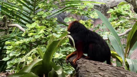A-Golden-Lion-Tamarin-is-looking-and-wondering-around-under-tree-canopy-and-walk-away-at-Singapore-river-safari,-mandai-zoo