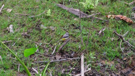 Grey-Wagtail-Motacilla-cinerea-seen-perched-on-a-twig-wagging-its-tail-and-shaking-its-body-in-Khao-Yai-National-Park,-Thailand