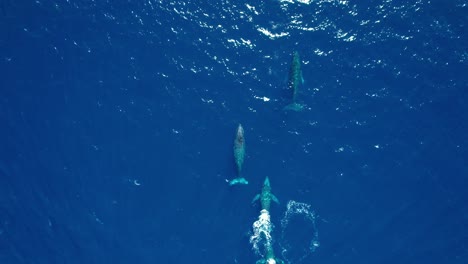Eine-Herde-Von-Buckelwalen-Im-Klaren-Blauen-Ozeanwasser---über-Kopf-Direkt-Nach-Unten-Luftbild
