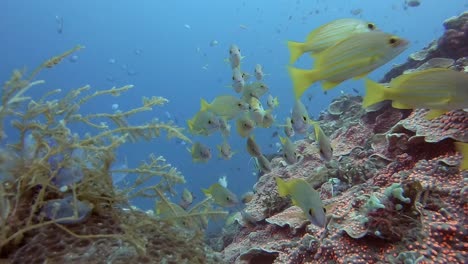 curious-yellow-snappers-above-hard-coral-in-Bali