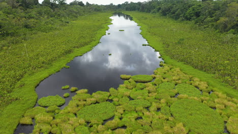 Cinematic-revealing-drone-shot-of-the-lush-foliage-growing-on-the-Amazon-River-in-Peru