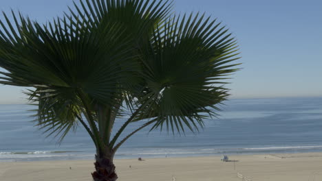 Palm-tree-with-an-ocean-view