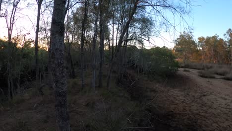 Ich-Schaue-Mich-Im-Morgengrauen-Auf-Eine-Baumsilhouette-Im-Australischen-Outback-Um