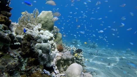 Kleiner-Blauer-Riffbarsch,-Der-In-Ein-Hartkorallenriff-Auf-Bali-Hinein--Und-Hinausschießt