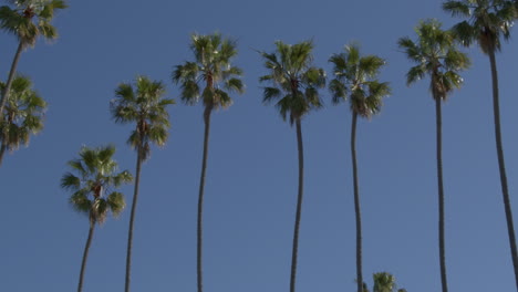 Palm-tree-view-as-camera-pans