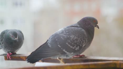 Close-up-of-three-pigeons-hanging-around-a-feeder-on-a-cold-day-in-Russia