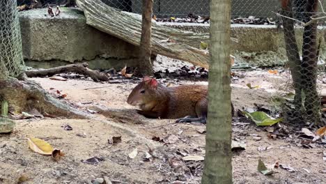 Stationary-shot-of-a-captivated-Azara's-agouti-dasyprocta-azarae-zone-out-and-resting-on-the-floor-ground,-Singapore-river-safari,-mandai-zoo