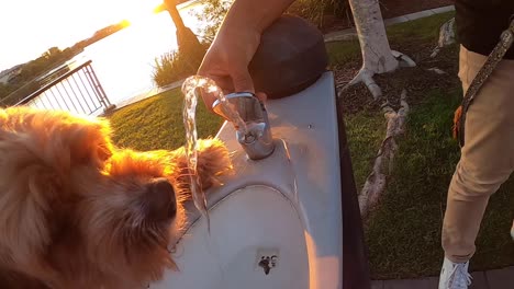 Thirsty-pet-Cavapoo-dog-drinks-from-a-water-bubbler-fountain-in-slow-motion,-with-a-golden-sunset-and-lake-in-the-background