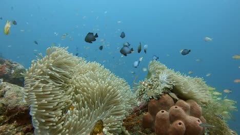 Clownfischfamilie-In-Einer-Anemone,-Umgeben-Von-Riffbarschen-Auf-Bali