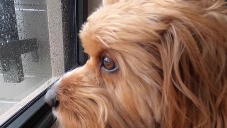Der-Rote-Cavapoo-Hund-Schaut-Aus-Einem-Fenster,-Beobachtet-Die-Außenwelt-Und-Bewacht-Das-Haus-An-Einem-Regnerischen-Tag