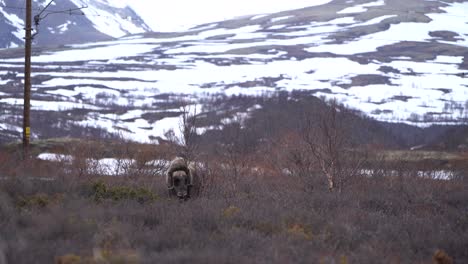 Wild-Muskox-scratches-the-fur-to-a-birch-in-the-mountain-range-of-Dovrefjell