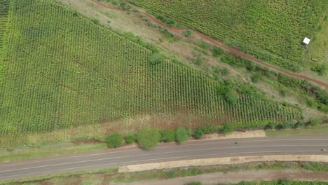 Low-traffic-on-rural-road-passing-corn-plantations,-Loitokitok,-Kenya,-aerial-top-down