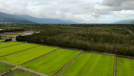 Green-rice-paddies-on-cloudy-day