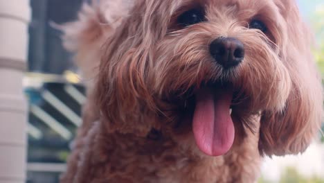 Close-up-of-cute-Australian-puppy-cavapoo-panting-and-wagging-her-tail