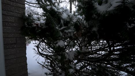 Heavy-snow-falling-softly-in-slow-motion-on-a-shrub