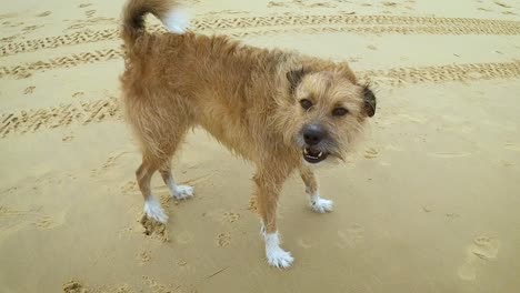 A-stray-abandoned-or-homeless-dog-wanders-on-a-beach-without-an-owner