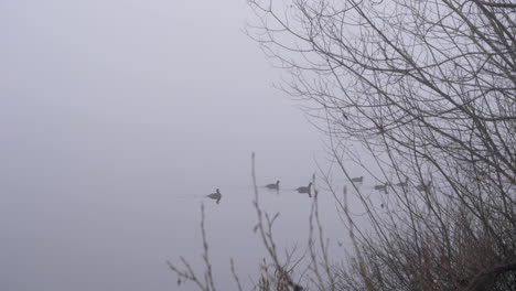 Small-flock-of-American-Coot-birds-swim-past-foreground-bushes-on-foggy-lake