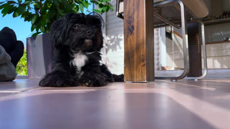 a-black-Bolonka-Zwetna-dog-sits-comfortably-on-the-tiles