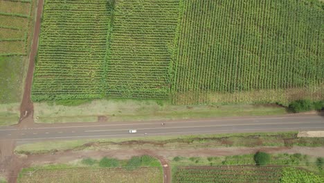 Aerial-top-down-of-white-car-passing-bike-on-rural-road-amid-corn-plantation-in-Loitokitok,-Kenya