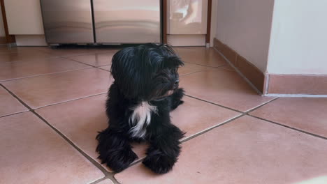 a-black-Bolonka-Zwetna-dog-sits-comfortably-on-the-tiles