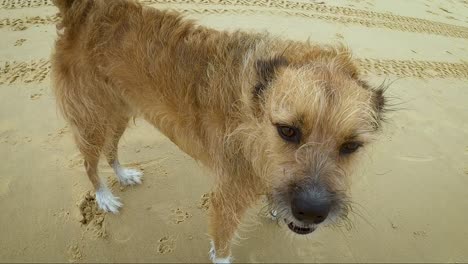 A-mean-looking-stray-scruffy-mongrel-of-a-dog-is-abandoned-on-a-beach