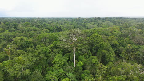 Toma-De-Drones-De-Exuberantes-Bosques-Verdes-Y-árboles-En-La-Selva-Amazónica-En-Perú,-Girando