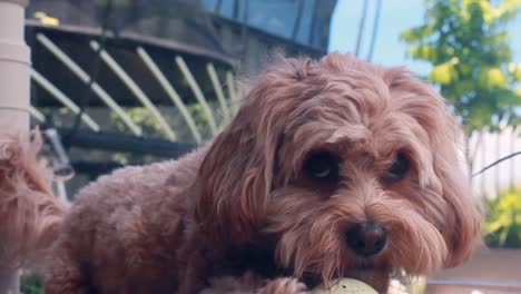 Excited-puppy-Cavapoo-dog-guarding-a-ball-and-looking-up-to-the-camera