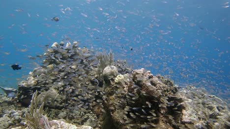 Hunderte-Babyfische-Wiegen-Sich-In-Den-Wellen-Rund-Um-Hartkorallen-Auf-Bali