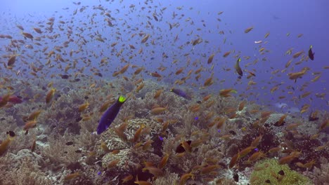 Tropical-coral-reef-with-soft-corals-and-many-colourful-reef-fishes-in-front-of-blue-ocean-background