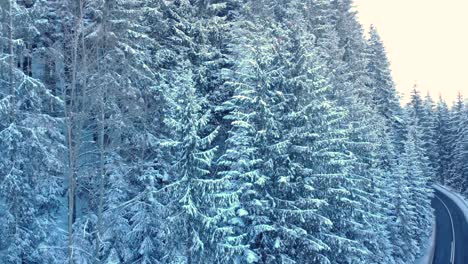 Coniferous-Forest-And-Mountain-Road-Covered-In-Snow-During-Winter---aerial-ascending