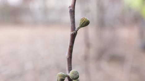 Close-Up-Of-Young-Gooseberry-Fruits-On-Leafless-Stem