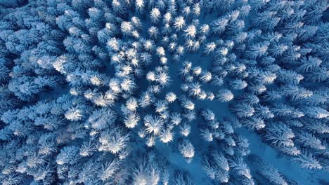 Blick-Von-Oben-Nach-Unten-Auf-Den-Fichtenwald,-Der-Im-Winter-Mit-Schnee-Bedeckt-Ist---Luftumlaufbahn