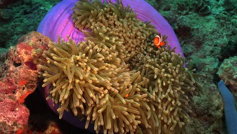 Clownfishes-swimming-in-pink-sea-anemone-on-tropical-coral-reef