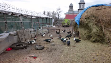 Domestic-Muscovy-Ducks-At-The-Farm-With-Hay-Stack